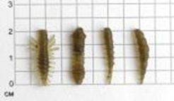 NANO MIX A, 2,0 см (0,8'') цвет 112 оливковый фото 2